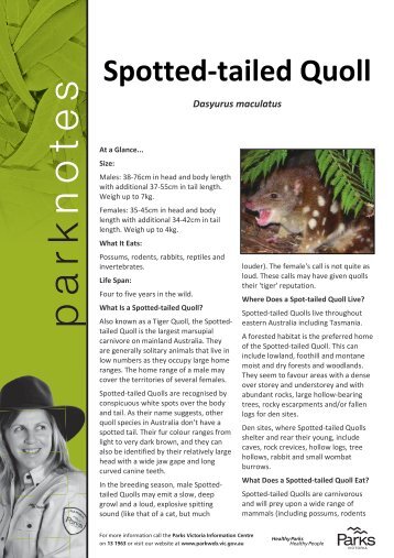 Ranger Roo Fact File: Spotted Tailed Quoll - Parks Victoria