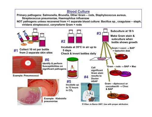 Blood culture - GLOBE Network