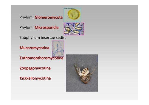 Glomeromycota, Zygomycotina a Chytridiomycota - Mykologie