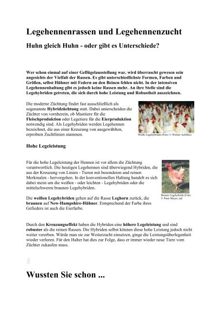 Legehennenrassen Und Legehennenzucht Huhn Gleich Huhn