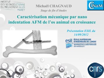 Caractérisation mécanique par nano indentation AFM de l'os animal ...