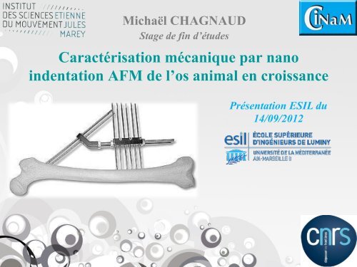 Caractérisation mécanique par nano indentation AFM de l'os animal ...