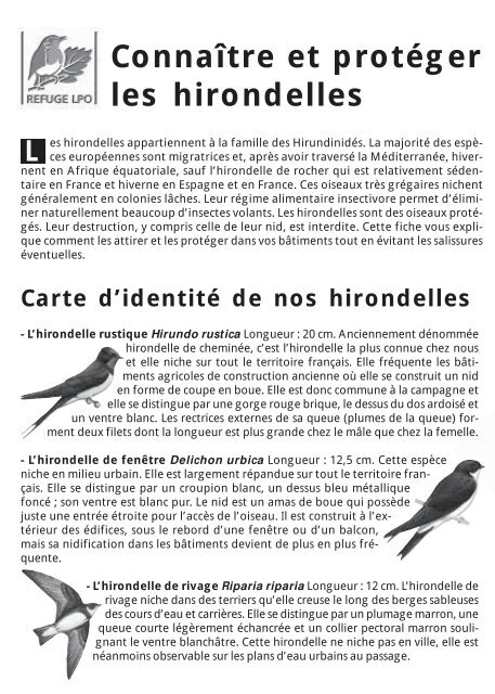 Comment aider les hirondelles - Lpo Auvergne