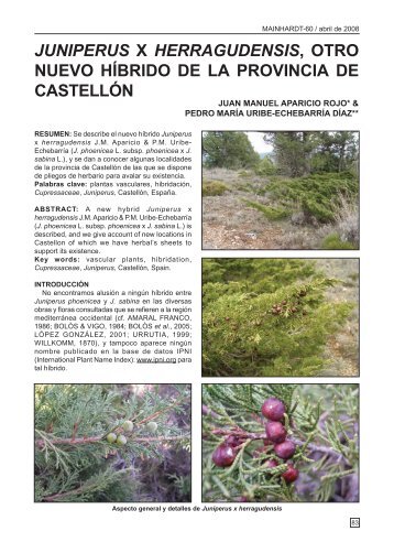 juniperus x herragudensis, otro nuevo hÃ­brido de la ... - InterNatura
