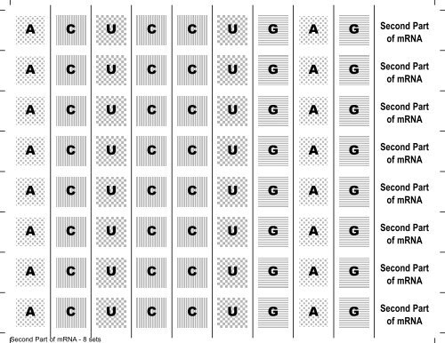 From Gene to Protein -- Transcription and Translation ... - Serendip