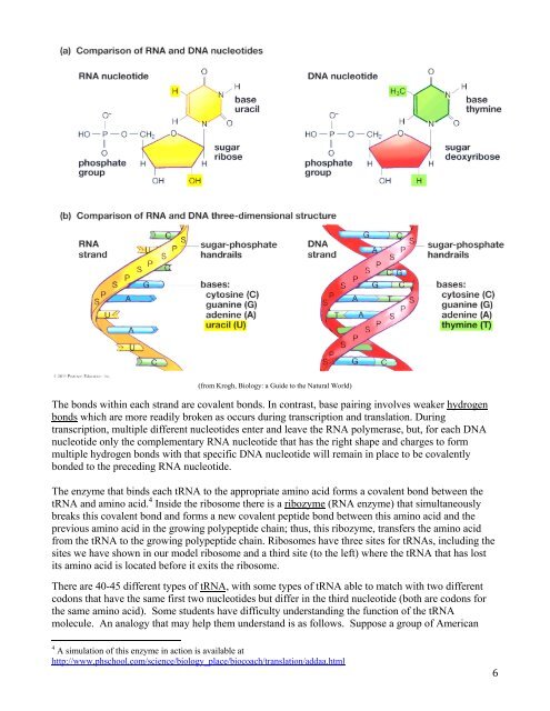 From Gene to Protein -- Transcription and Translation ... - Serendip