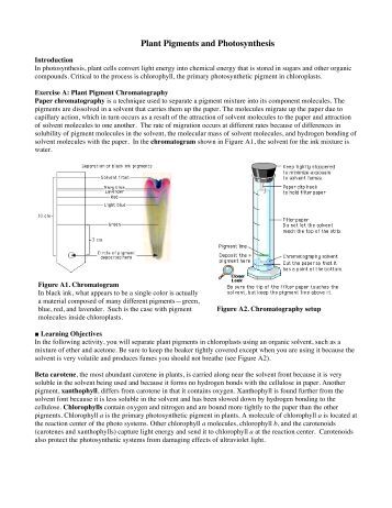 plant pigment chromatography lab conclusion Plant pigment chromatography introduction paper chromatography is a technique used to separate substances in a mixture based on the movement of the different substances up a piece of paper by capillary action. plant pigment chromatography lab conclusion Plant pigment chromatography introduction paper chromatography is a technique used to separate substances in a mixture based on the movement of the different substances up a piece of paper by capillary action.