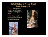 What Makes a Tree a Tree? Tree Biology 101 - Up