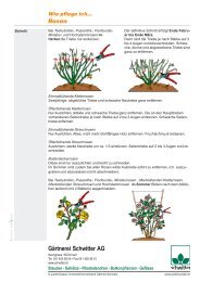 Rosenpflege - GÃ¤rtnerei Schwitter AG