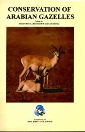 CONSERVATION OF ARABIAN GAZELLES - Nwrc.gov.sa