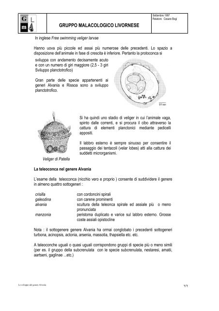 Genere Alvania - SocietÃƒÂ  Italiana di Malacologia