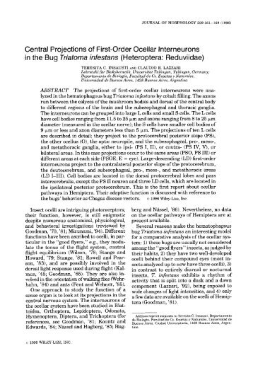 Central projections of first-order ocellar interneurons in the bug ...