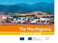 The Marchigiana Cattle Breed