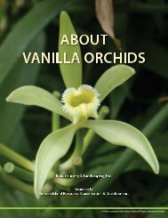 Vanilla orchids - Kauai Nursery & Landscaping, Inc.