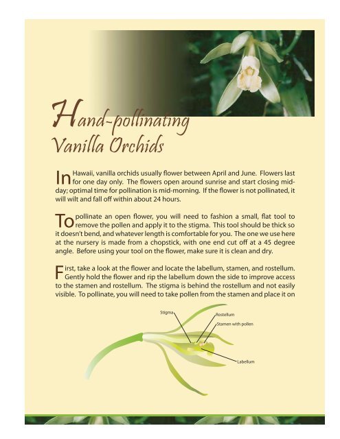 Vanilla orchids - Kauai Nursery & Landscaping, Inc.