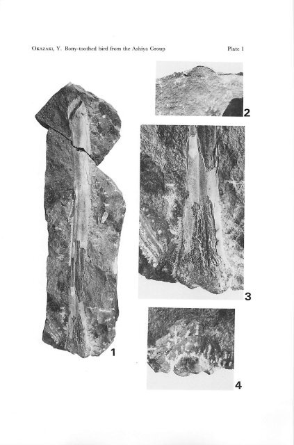 (Odontopterygiformes) from the Ashiya Group (Oligocene), Japan