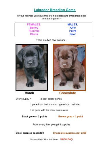 Rottweiler Dog Shows In Southern California Rottweiler Dog Shows In Southern California