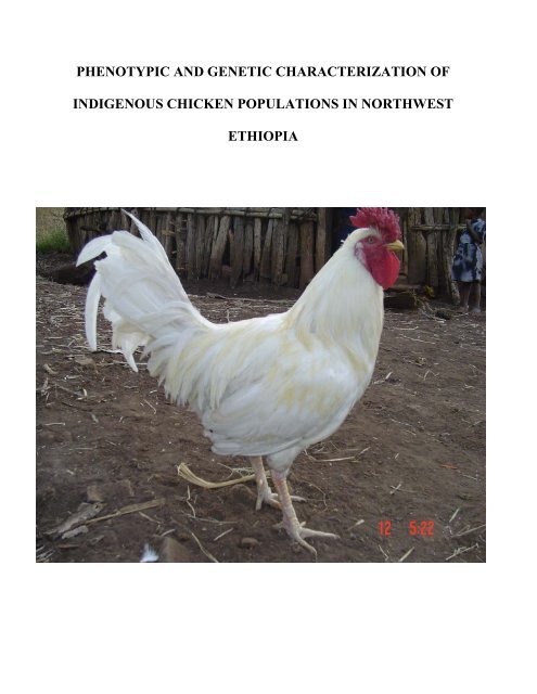 Phenotypic And Genetic Characterization Of Indigenous Chicken