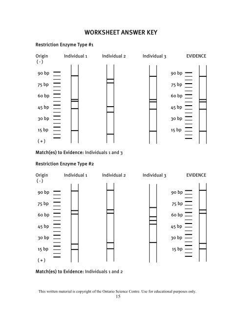 Dna Profiling Worksheet Answer Key + My PDF Collection 2021