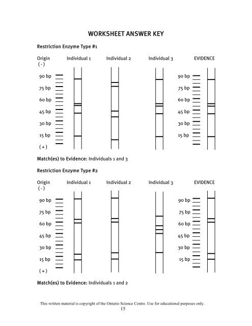 Dna Fingerprinting Worksheet Answers