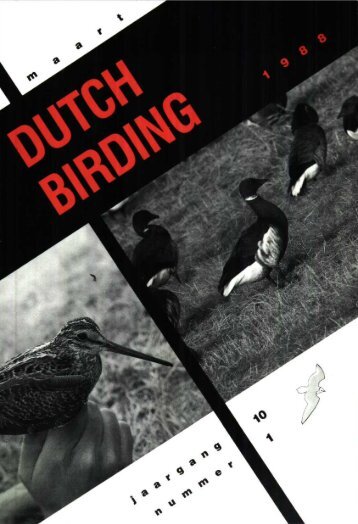 ~~' t 9 e - Dutch Birding