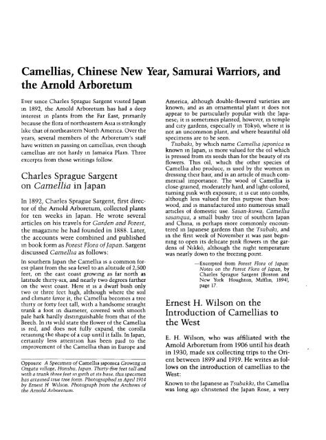 Camellias, Chinese New Year, Samurai Warriors, and the ... - Arnoldia