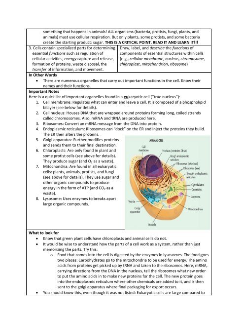 Biology EOC Study Guide: Part 2, Cell Biology Content Standards ...