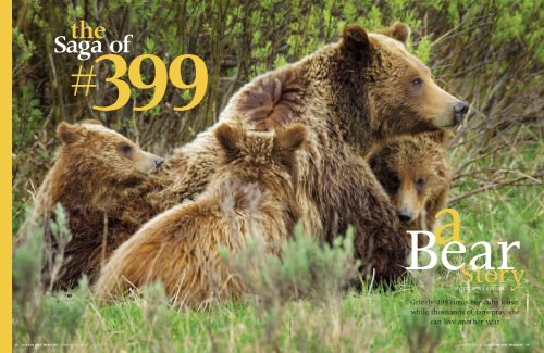 The Saga of Bear #399 - Northern Rocky Mountain Science Center ...