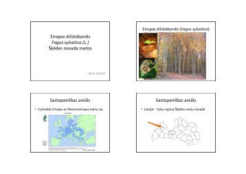 Eiropas dižskābardis Fagus sylvatica (L.) Šķēdes novada mežos