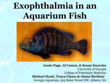 Exophthalmia in an Aquarium Fish - University of Georgia College of ...
