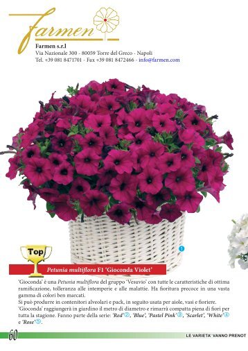 Petunia multiflora F1 'Gioconda Violet' Farmen s.r.l - Clamer Informa