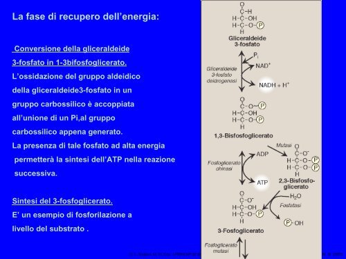 lezione 12 biochimica - Omero