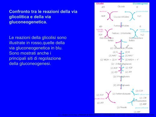 lezione 12 biochimica - Omero