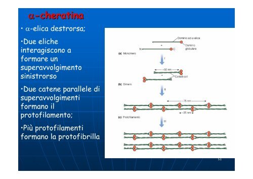 Aminoacidi e proteine - Omero