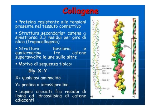 Aminoacidi e proteine - Omero