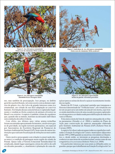 Ara chloropterus - Atualidades Ornitológicas
