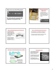 What is the size of the PCR product? Gel electrophoresis separates ...