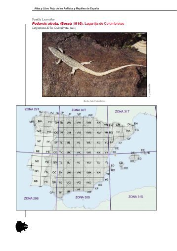 Podarcis atrata, (BoscÃ¡ 1916). Lagartija de Columbretes