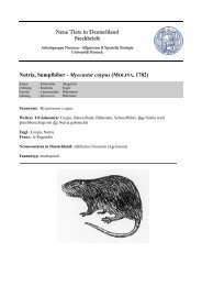 Nutria-Steckbrief