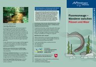 Flussneunauge Ã¢Â€Â“ Wanderer zwischen FlÃƒÂ¼ssen ... - NordWest Natur