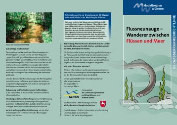 Flussneunauge Ã¢Â€Â“ Wanderer zwischen FlÃƒÂ¼ssen ... - NordWest Natur