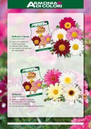 Page 1 Bellavita Argyranthemum Bellavita Classic Argyranthemum ...