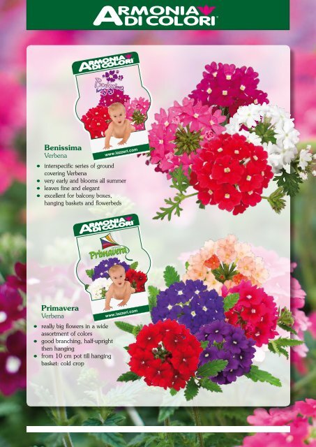 Page 1 Bellavita Argyranthemum Bellavita Classic Argyranthemum ...