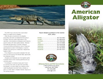 American Alligator - Arkansas Game and Fish Commission