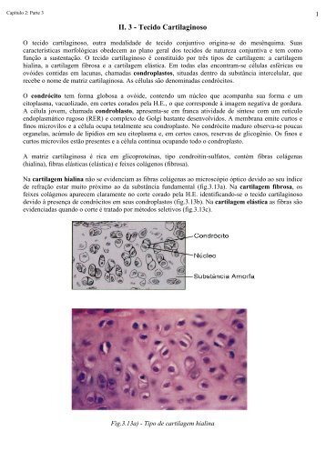 Tecido cartilaginoso - LaboratÃ³rio de Biologia - IFSC