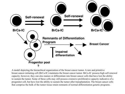 Tumor Initiating Cells, Cell Cycle Control and Cancer Stem Cells