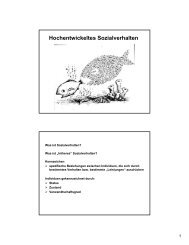 Hochentwickeltes Sozialverhalten