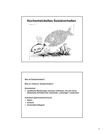 Hochentwickeltes Sozialverhalten