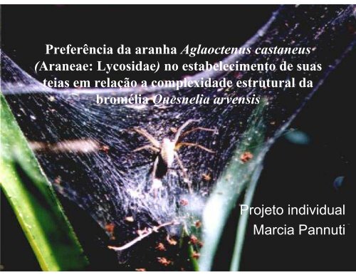 Preferência da aranha Aglaoctenus castaneus (Araneae: Lycosidae ...