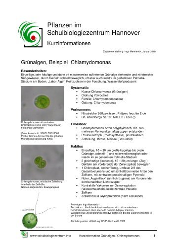 Grünalgen / Chlamydomonas